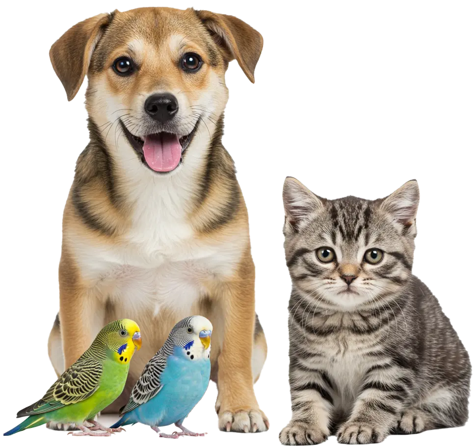 Remote MD Virtual Pet Care